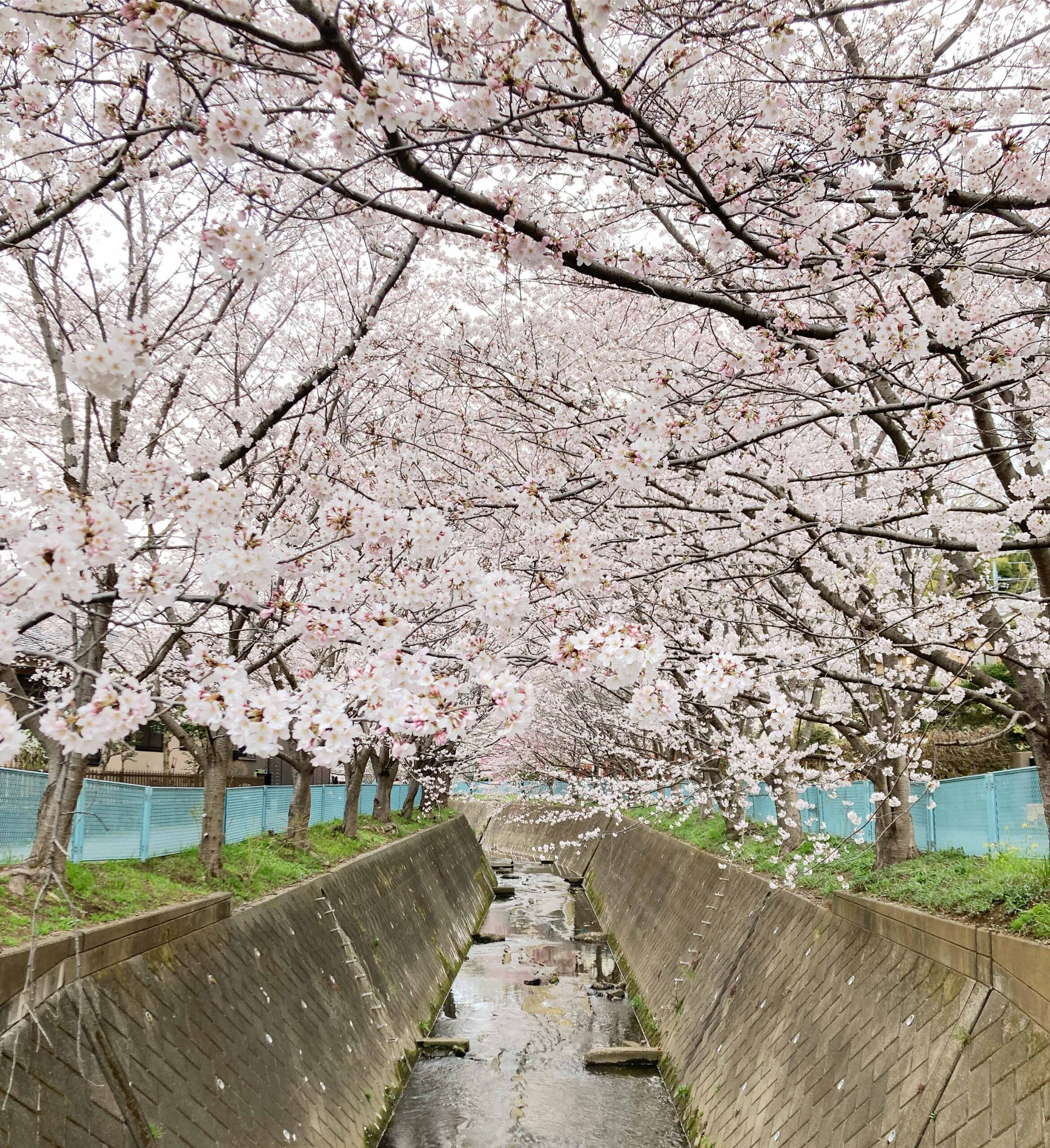 2022平瀬川の桜