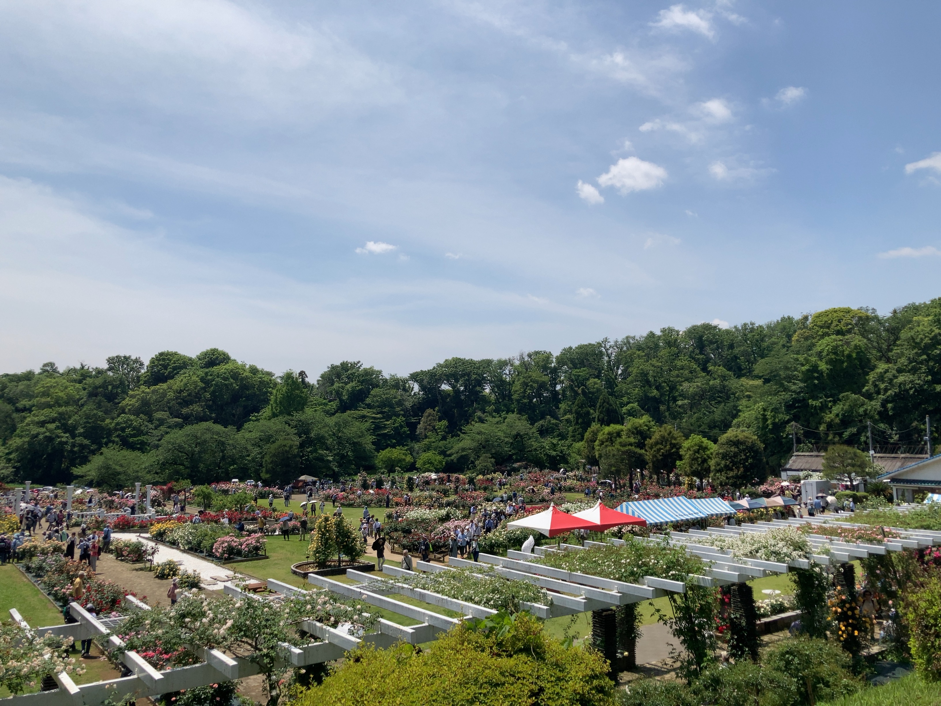 2025/5/14 生田緑地ばら苑が開苑しました